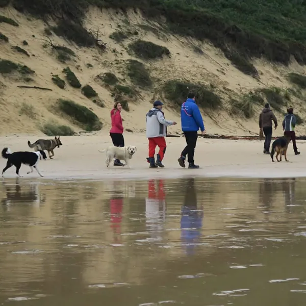 Paseos en grupo