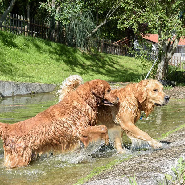 Piscina canina